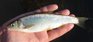 Leuciscus leuciscus