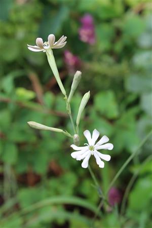 Silene bupleuroides