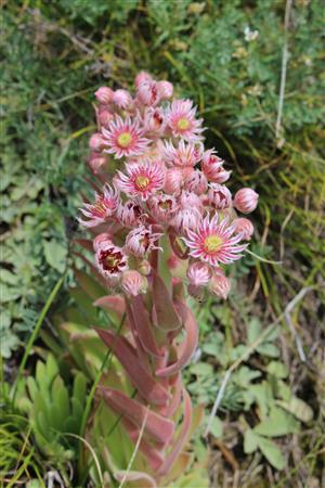 Sempervivum matricum