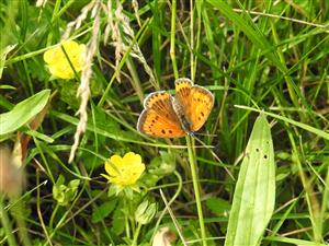 Ohniváčik veľký (Lycaena dispar)