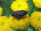 Anthaxia (Melanthaxia) quadripunctata (Linnaeus, 1758)