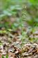 Epipactis pontica