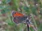 Coenonympha pamphilus (Linnaeus, 1758)