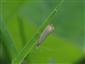 Catoptria lithargyrella (Hübner, 1796)