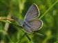 Cyaniris semiargus (Rottemburg, 1775)