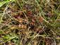 Drosera anglica
