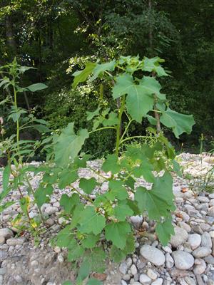 Xanthium strumarium