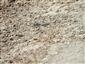 Orthetrum cancellatum