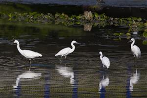 Egretta garzetta