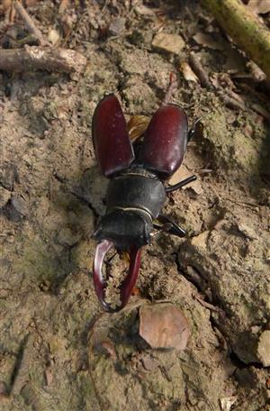 Lucanus cervus_20170810