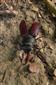 Lucanus cervus_20170810