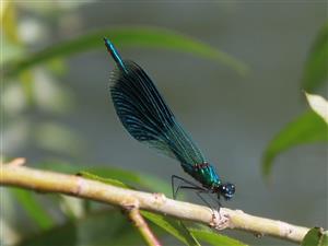 hadovka lesklá (Calopteryx splendens)