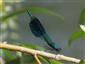 Calopteryx splendens (Harris, 1782)