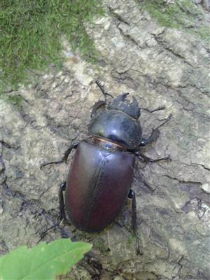 Lucanus cervus - samica