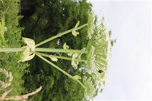 Heracleum mantegazzianum