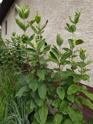 Asclepias syriaca