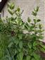 Asclepias syriaca