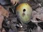 Curculio nucum Linnaeus, 1758