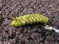 Sphinx ligustri Linnaeus, 1758