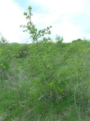 biotop