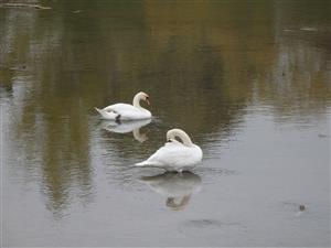 labuť