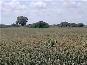 glejovka americká