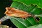 Dichomeris ustalella (Fabricius, 1794)