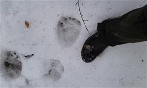 Stopy medveďov v PR Udava.