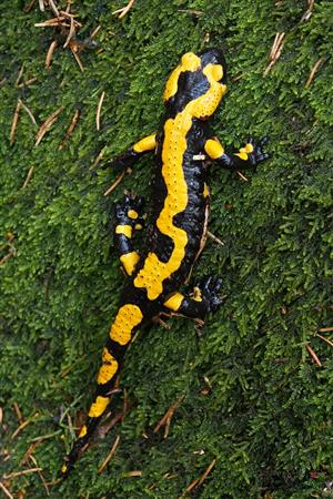Salamandra salamandra