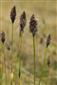 Eriophorum vaginatum