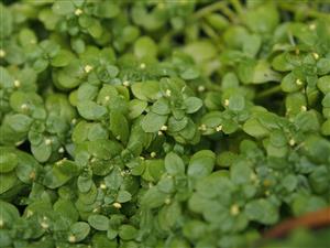 Callitriche cophocarpa