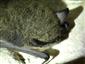 myotis mystacinus