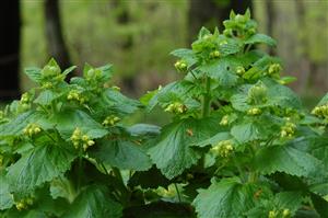 Scrophularia vernalis