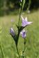 Campanula rapunculus 