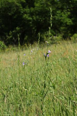 Campanula rapunculus v poraste biotopu Tr2