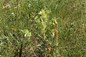 Onosma arenaria v biotope Tr2