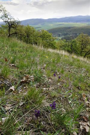 vstavač obyčajný (Orchis morio)