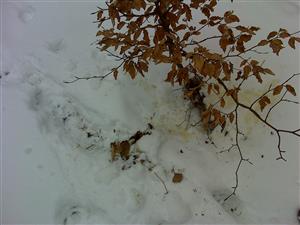 Označovanie teritória - vnadenie