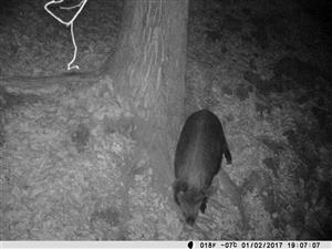 Sus scrofa v NPR Boky medzi skalami.