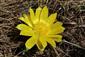Adonis vernalis