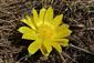 Adonis vernalis