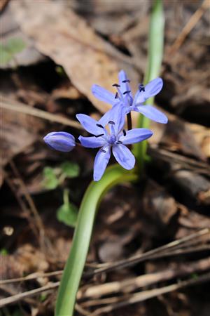 Scilla drunensis subsp. buekkensis