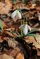 Galanthus nivalis