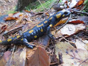 salamandra