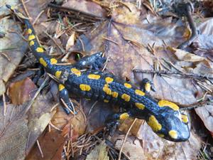 salamandra