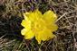 Adonis vernalis