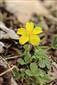 Potentilla arenaria