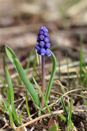 Muscari botryoides