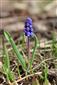 Muscari botryoides