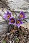 Pulsatilla grandis